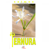 Salmos de la Ternura 1 (Libro)