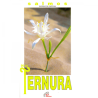 Salmos de la Ternura 1 (Libro)