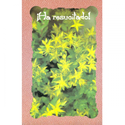 Tarjeta Resurreccion 4